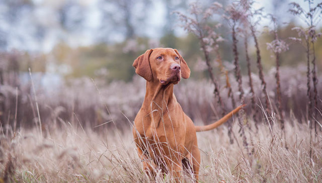 Vizsla Dog breed profile featured