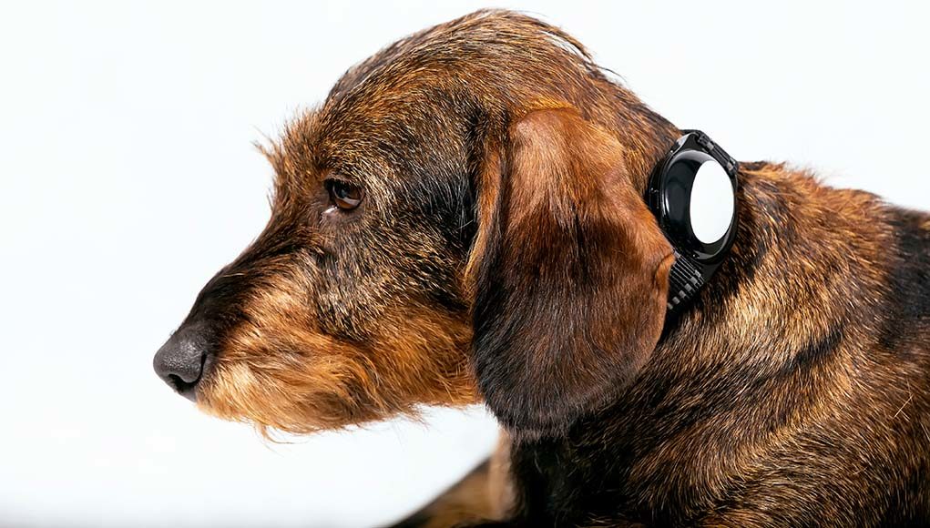 What To Consider When Purchasing a GPS Tracker for Dogs Featured