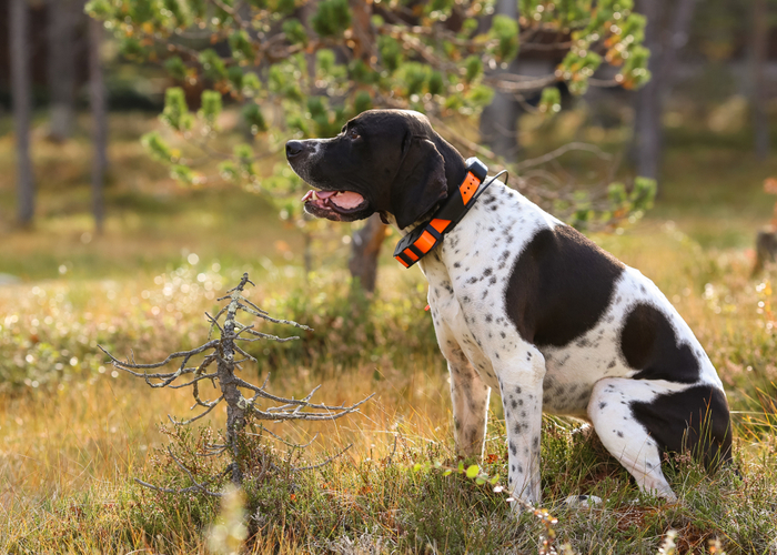 What To Consider When Purchasing a GPS Tracker for Dogs