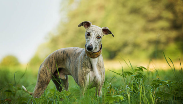 Whippet Dog Breed Featured