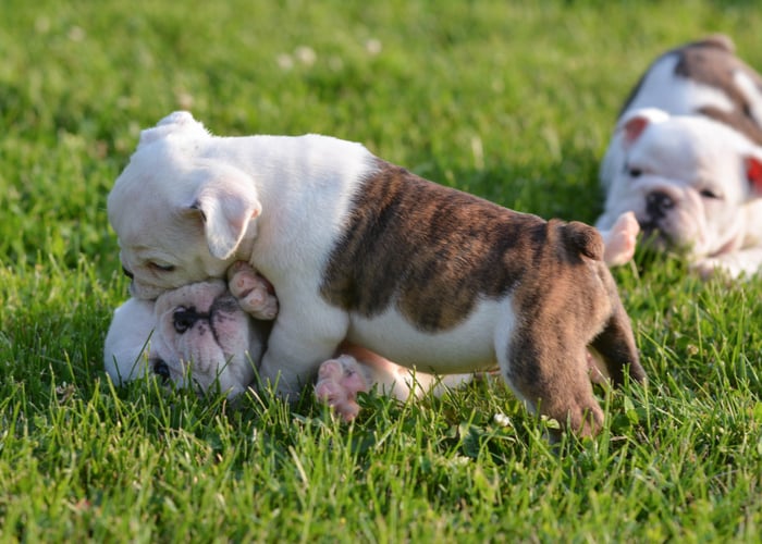 Why Do Puppies need to Stay With Their Littermates