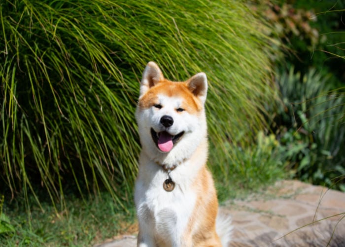 akita dog breed