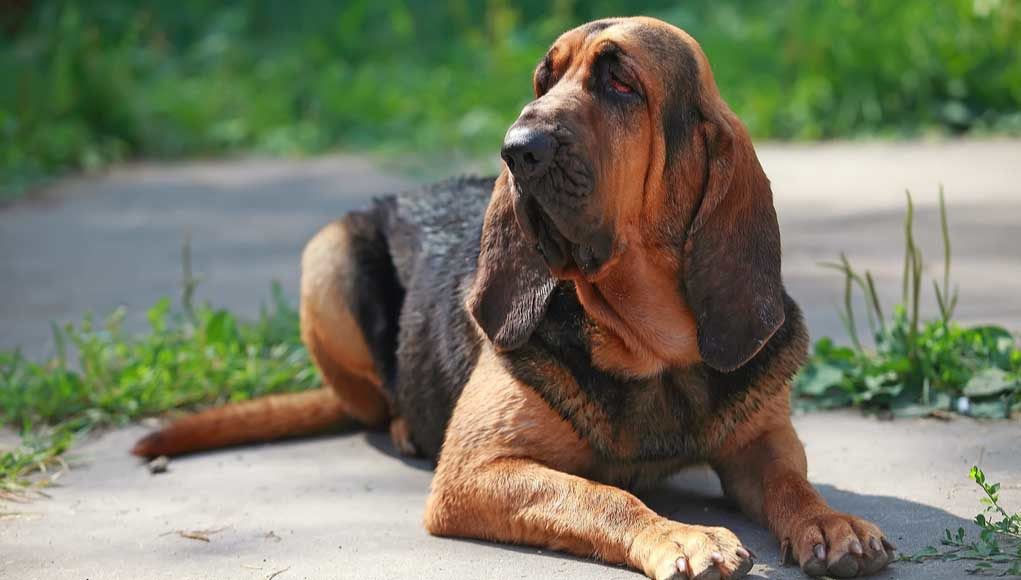 american bloodhound