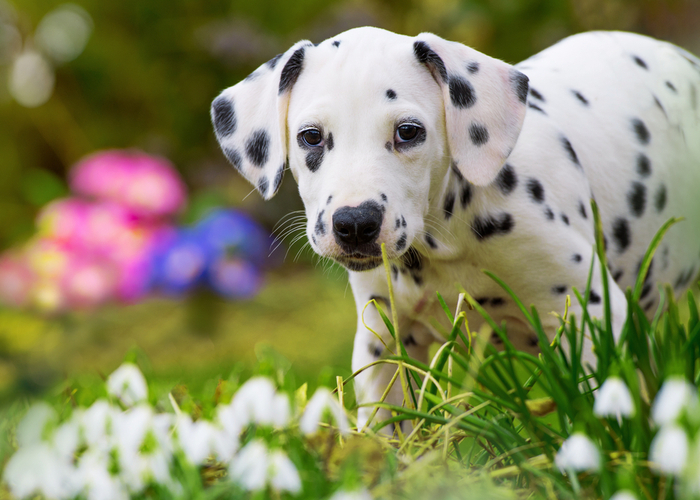 dalmatian puppy