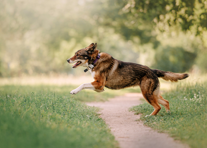 dog playing with GPS tracker