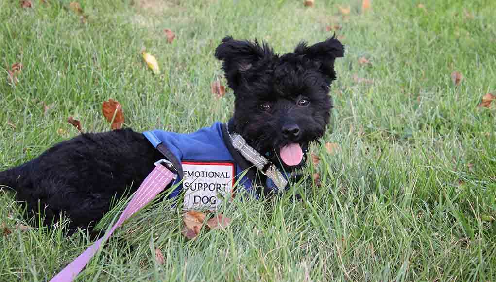 emotional support animals