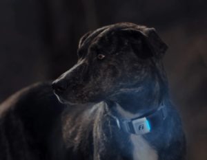 fi dog collar with LED lights