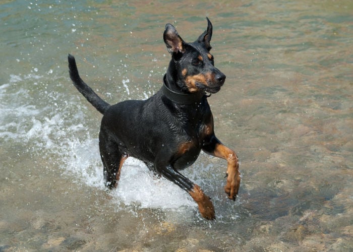 halo collar waterproof