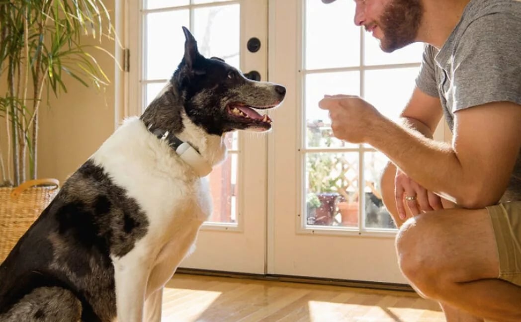 halo dog collar training