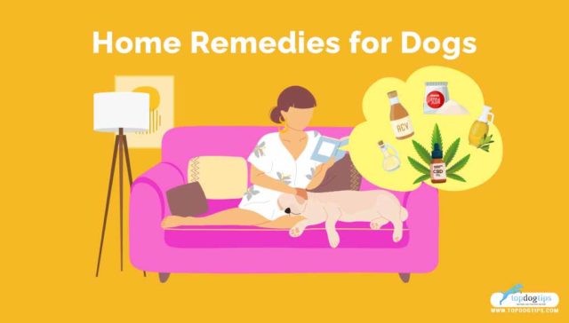 home remedies for dogs