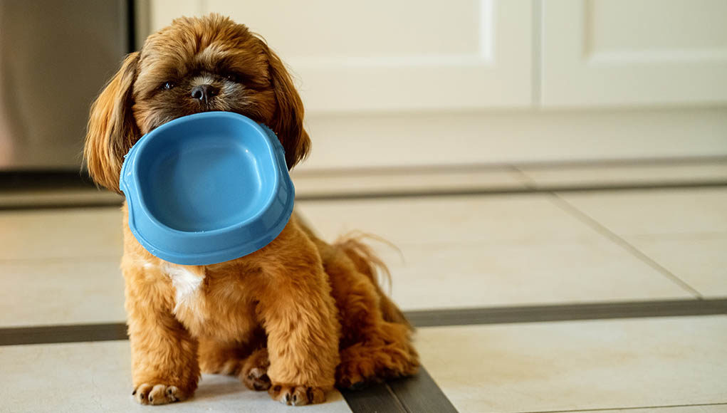 how to stop your dog from guzzling down food featured