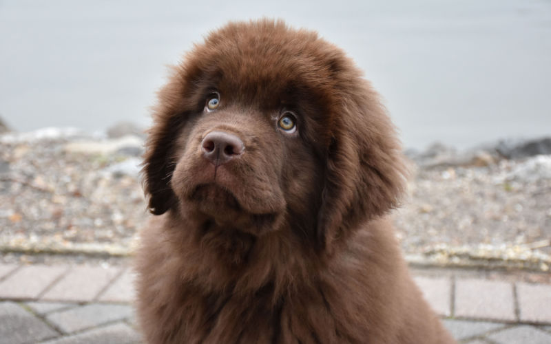 Large, chocolate Newfoundland puppy looking up; brown dog names based on food