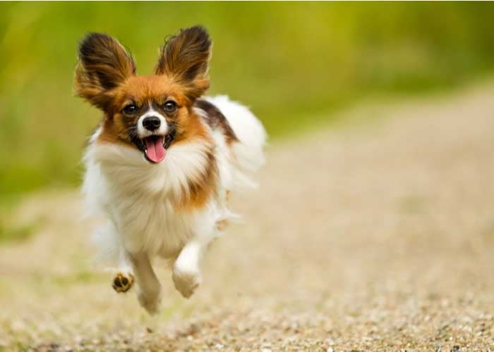 papillon dog breed