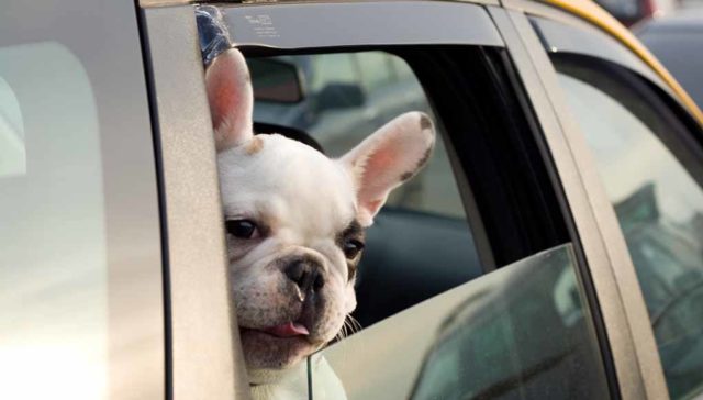 ride-sharing for pets featured image