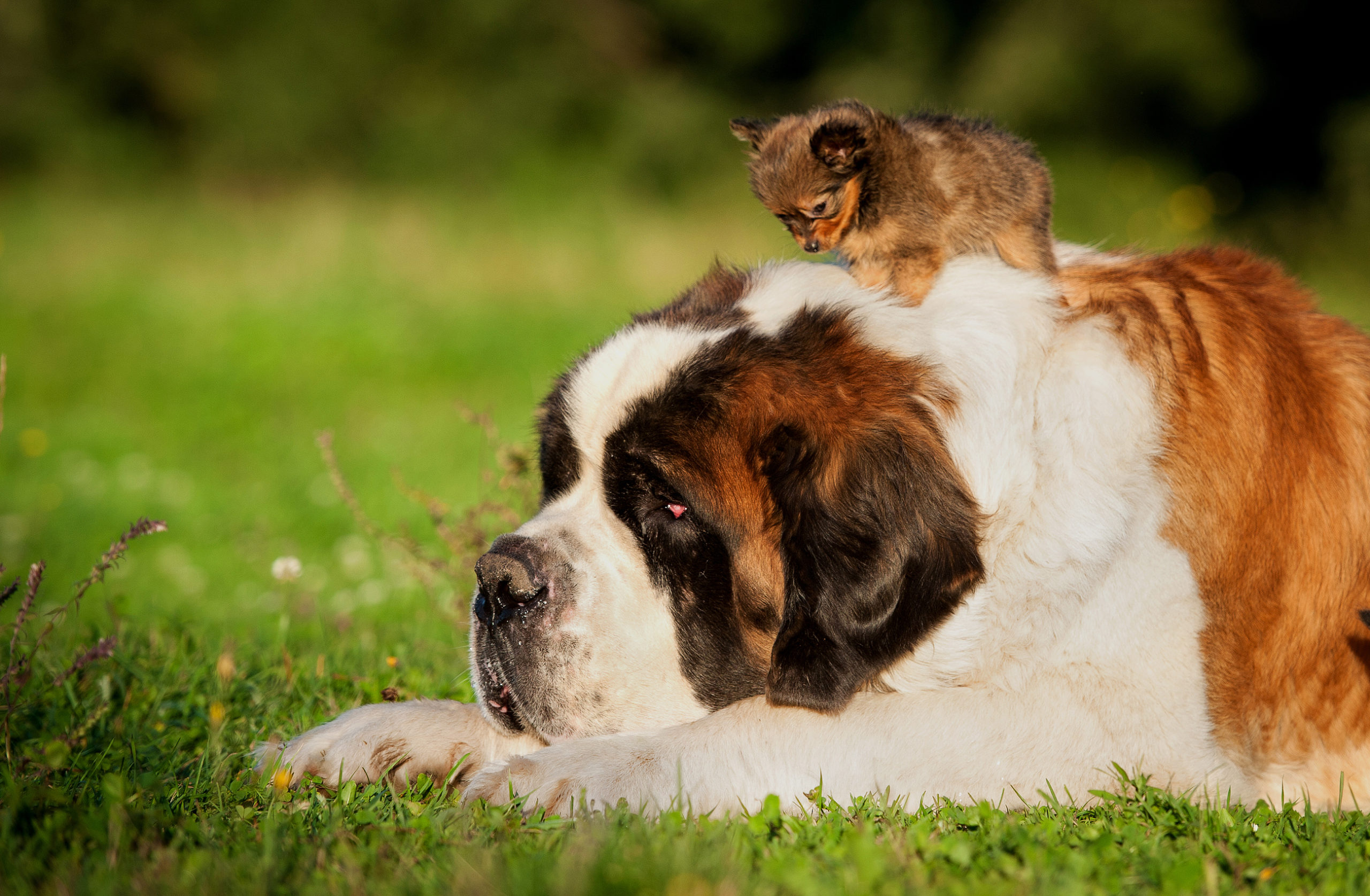 exercise large breed puppy