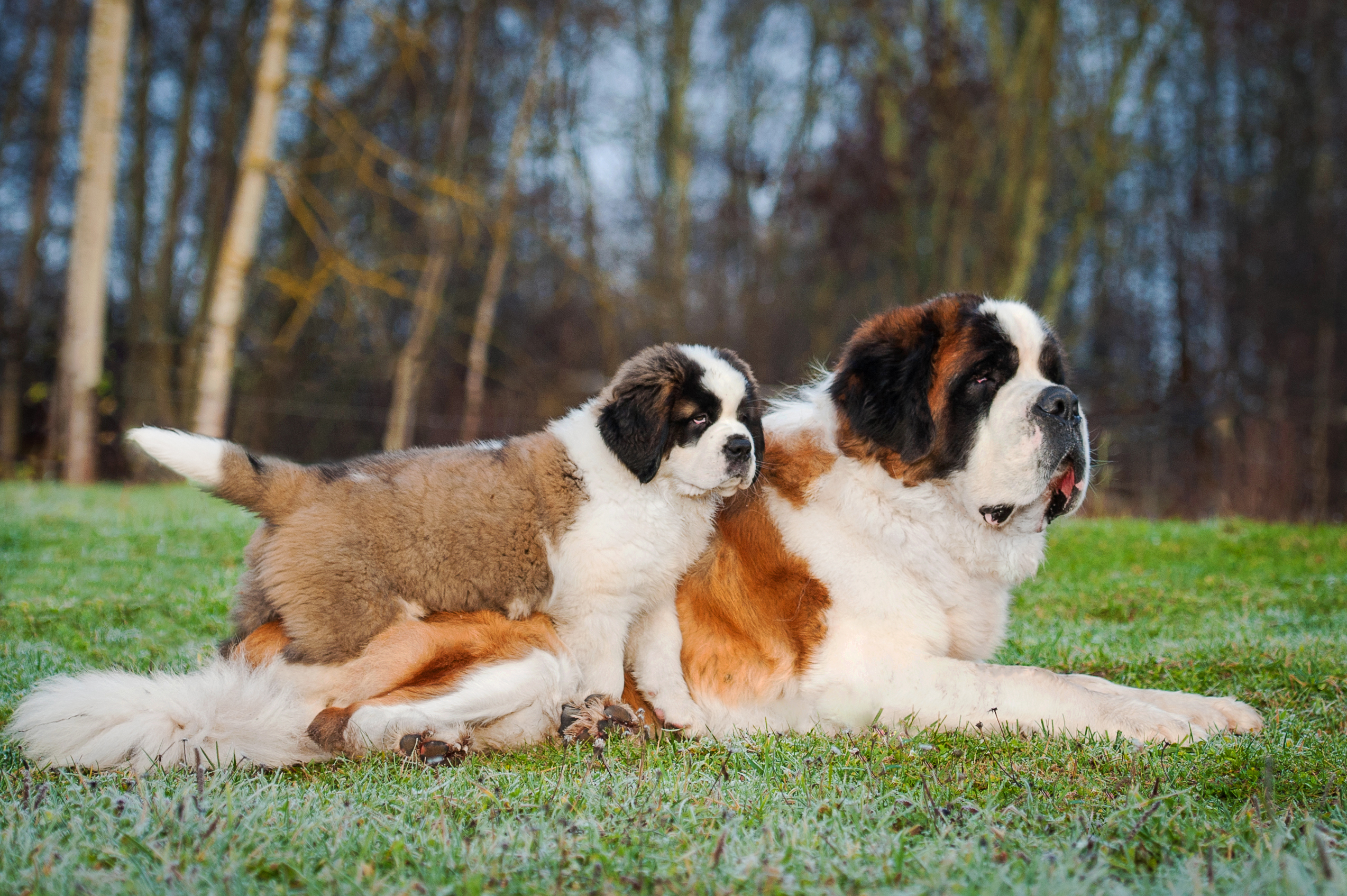 exercise large breed puppy