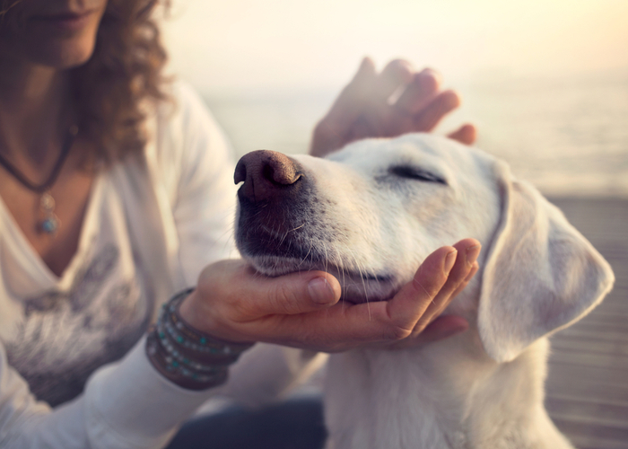 emotional support animals 