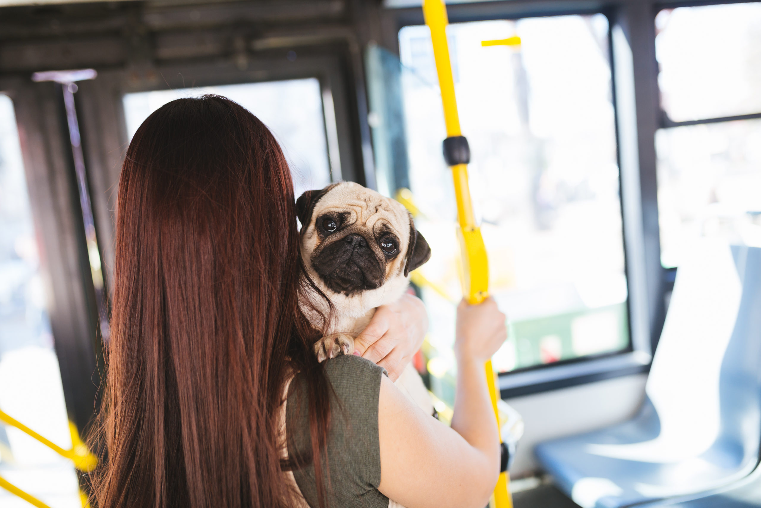 ride share with a dog