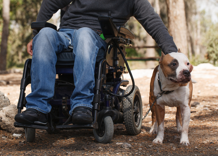 emotional support animals 