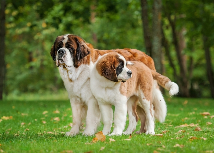 two saint bernards