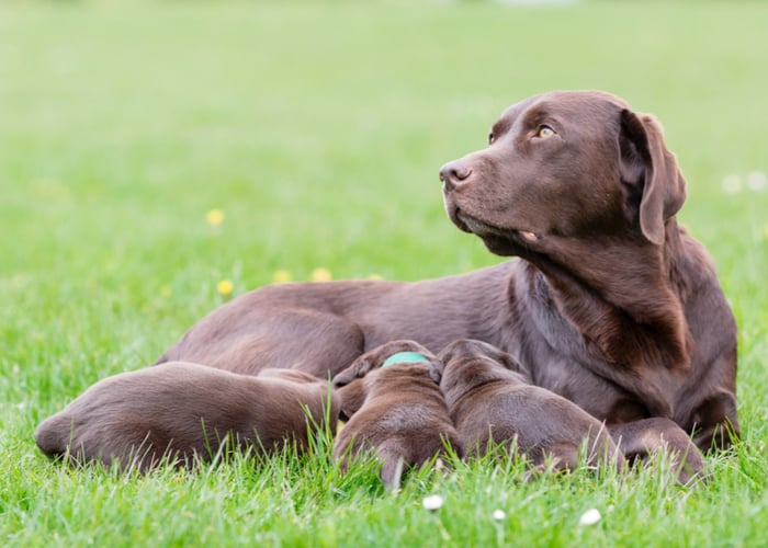 when to separate puppies from mother