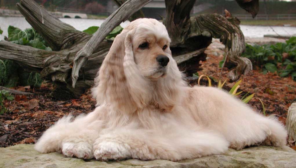 American Cocker Spaniel