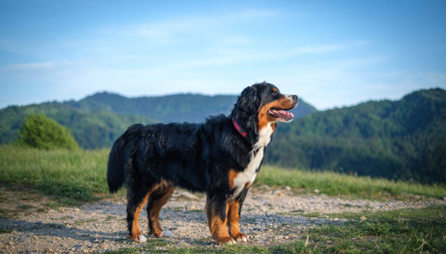 Bernese Mountain Dog Featured Image