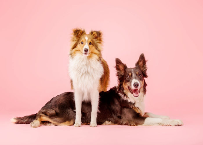 Border Collie Sheltie