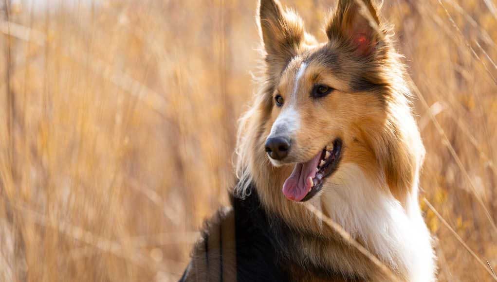 Border Sheepdog Dog Breed