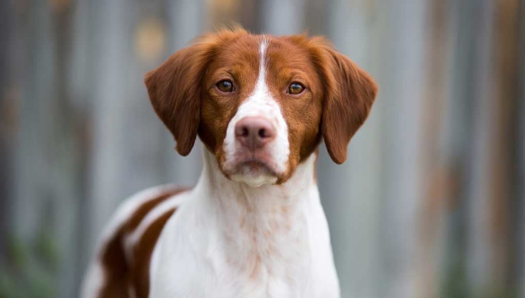 Brittany Dog Breed