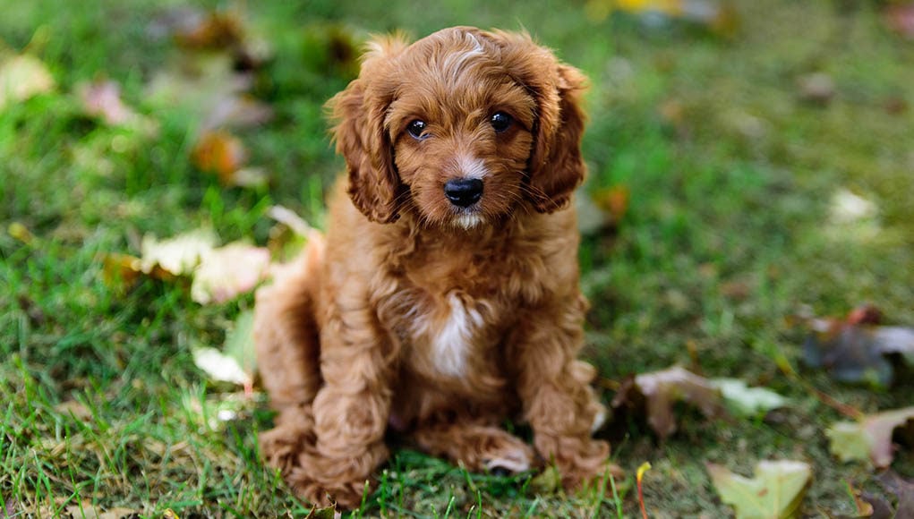 Cavapoo Featured Image