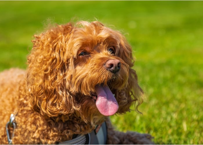 Cavapoo in the park