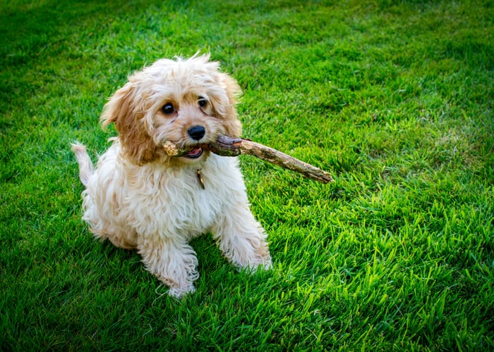 Cavapoo playing with a stick