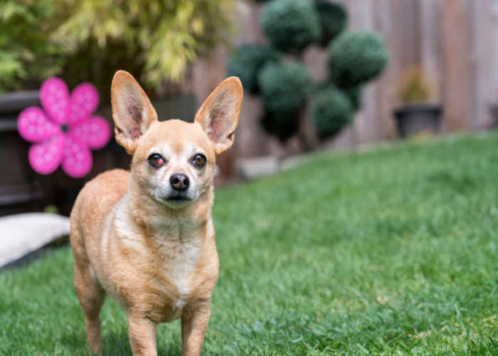 Smartest Mixed Dog Breed Chiweenie