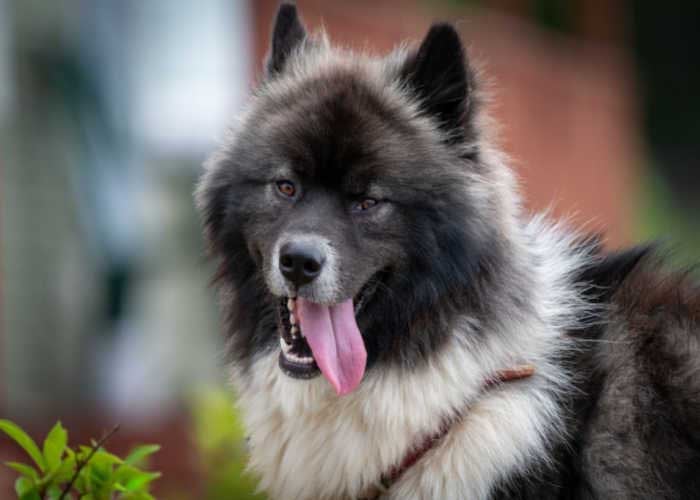 Chusky Dog best mixed breed dog to adopt