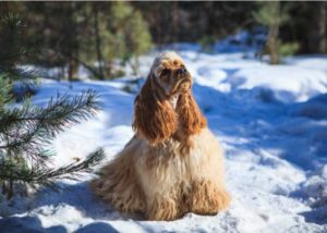 Cocker Spaniel Dog