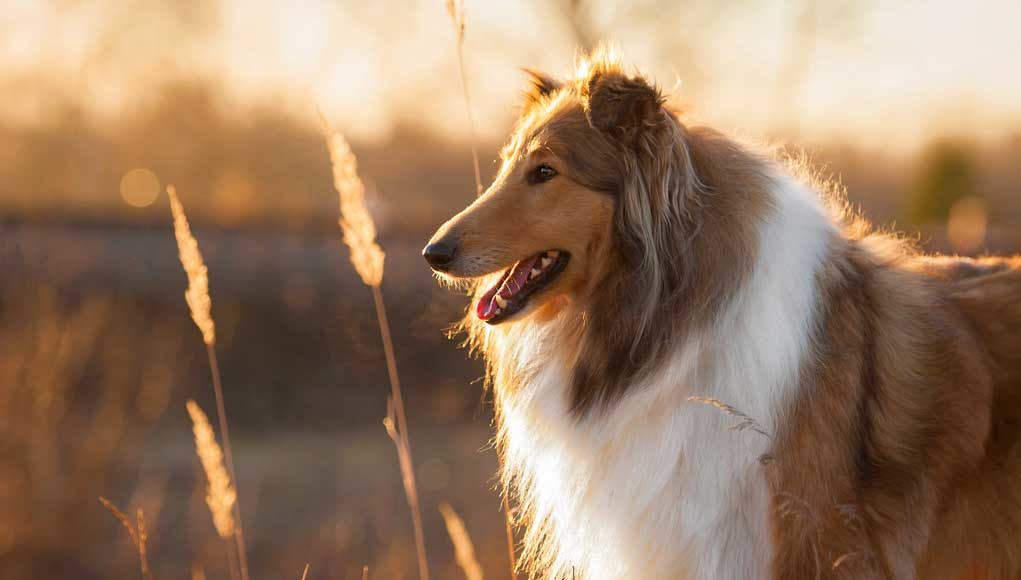 Collie Dog Breed