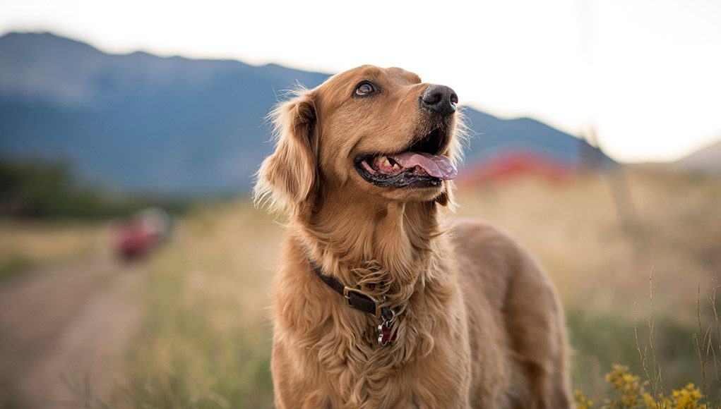 Different types of dog temperaments featured