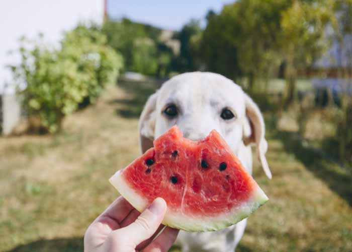 Dog eating watermelon in the summer