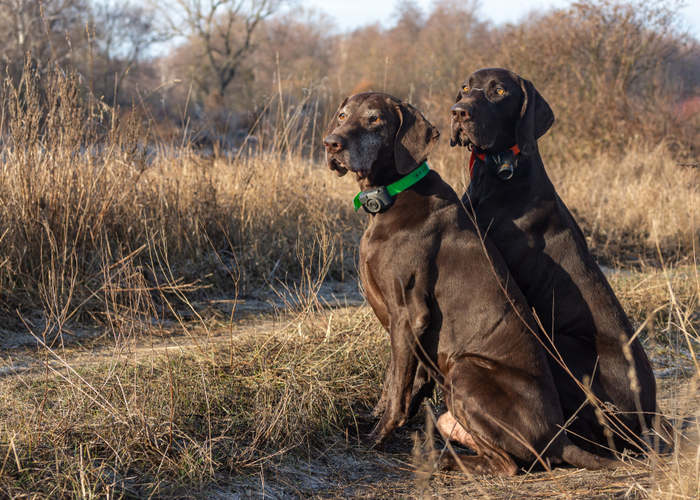 Dogs with GPS trackers