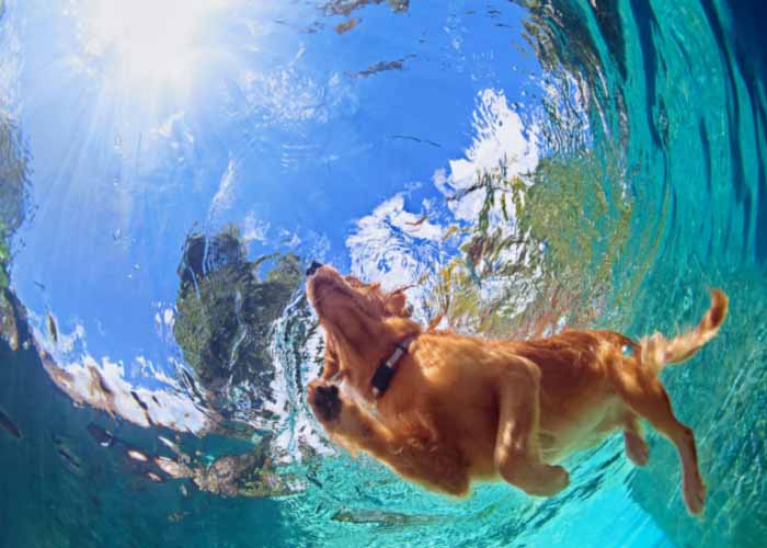 Exercising A Dog In the Summer copy