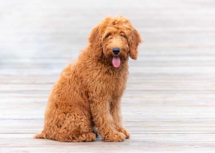 Goldendoodle Dog hypoallergenic mixed breed dog