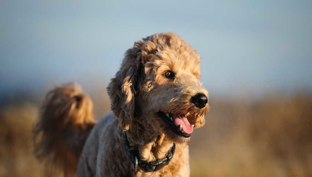 Goldendoodle Dog Breed