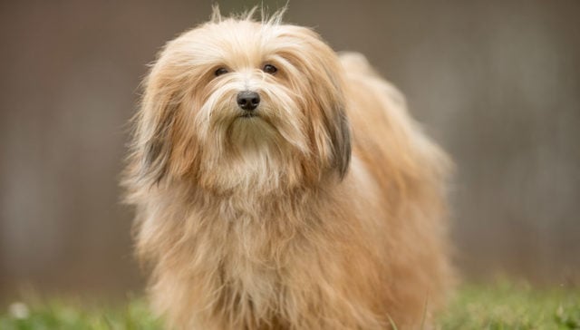 Havanese Featured Image