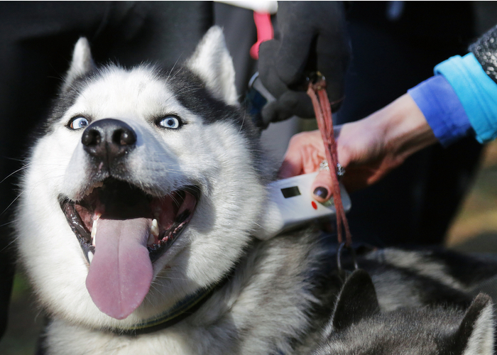 Husky Microchip Check