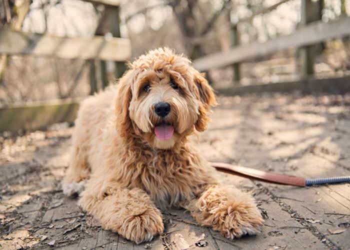 Labradoodle Dog best mixed breed dog