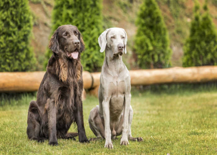 Labrador and Weimaraner side by side