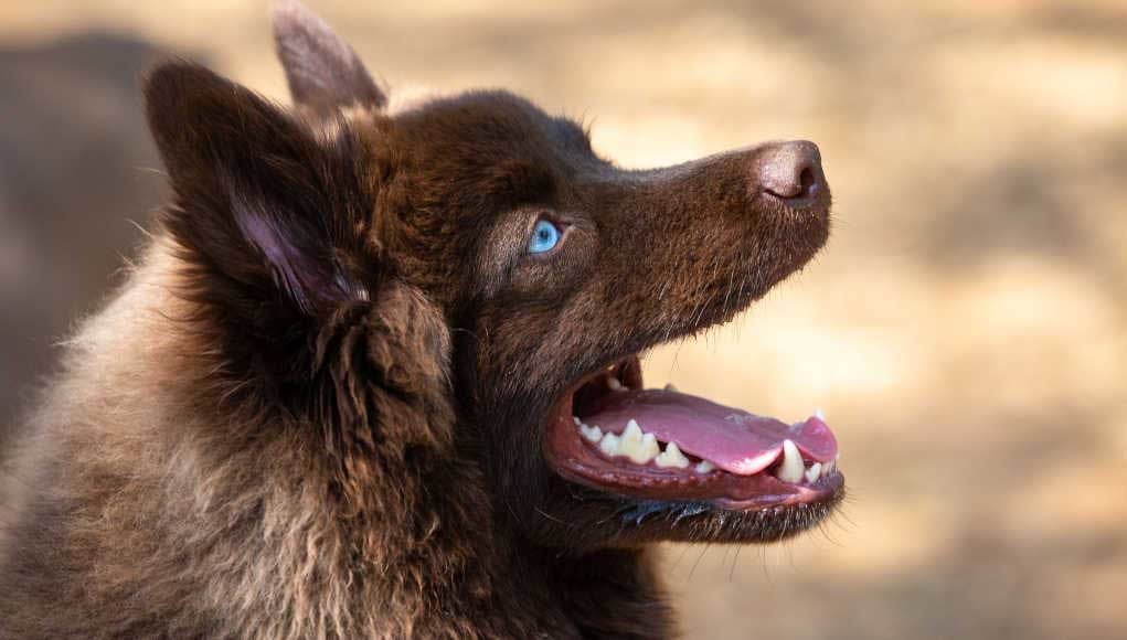 Mixed Breed Dog