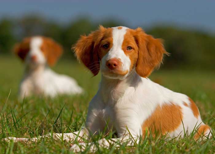 Orange and White Brittany