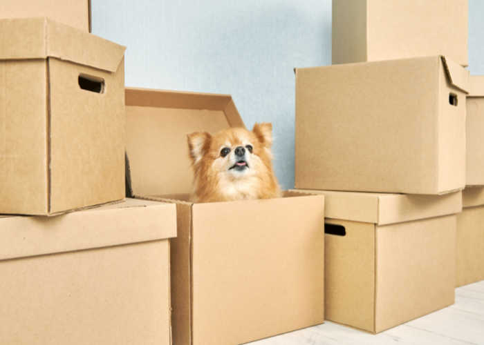 Pet Relocation Service